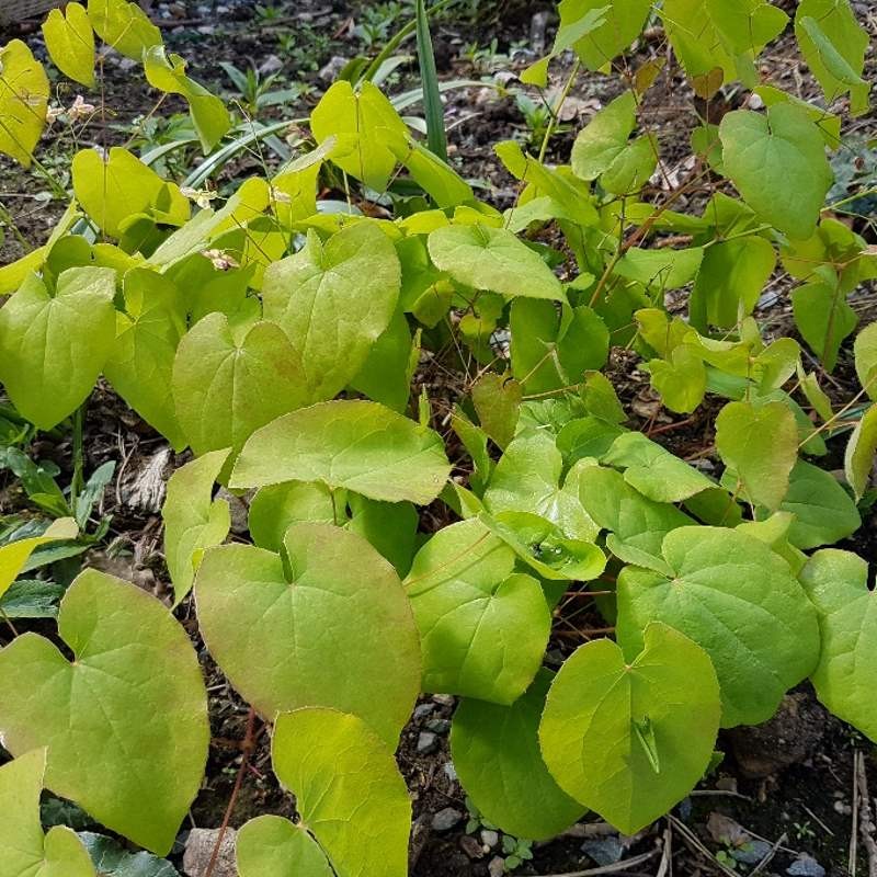 Epimedium 'Black Sea' Epimedium 'Black Sea'