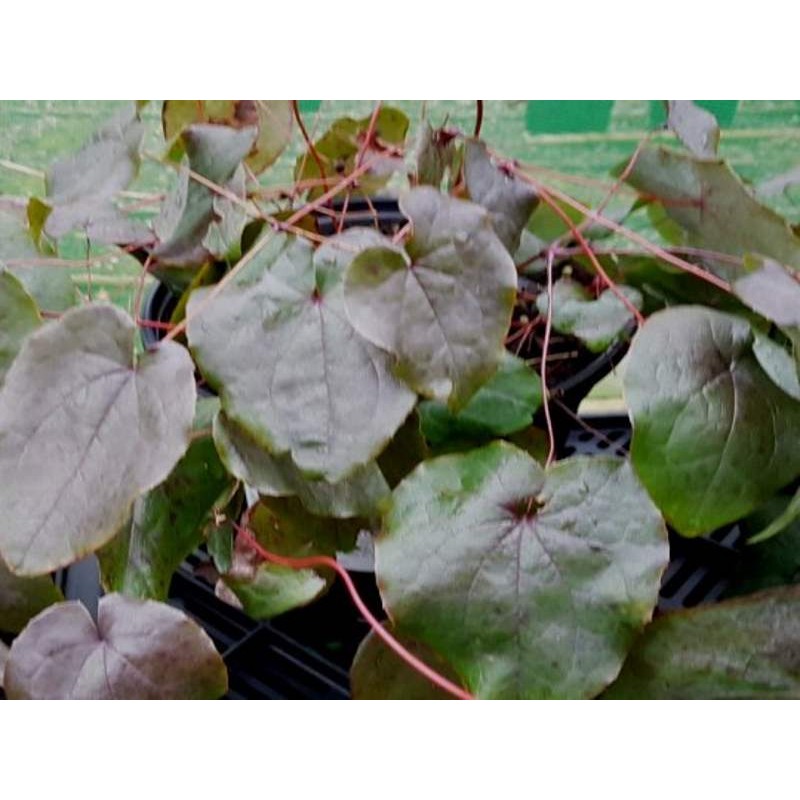 Epimedium 'Black Sea' - leaves in winter