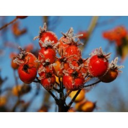 Crataegus crus-galli var 'Inermis'