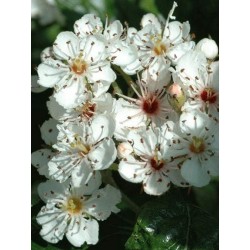 Crataegus Crus Galli Var Inermis Cockspur Hawthorn