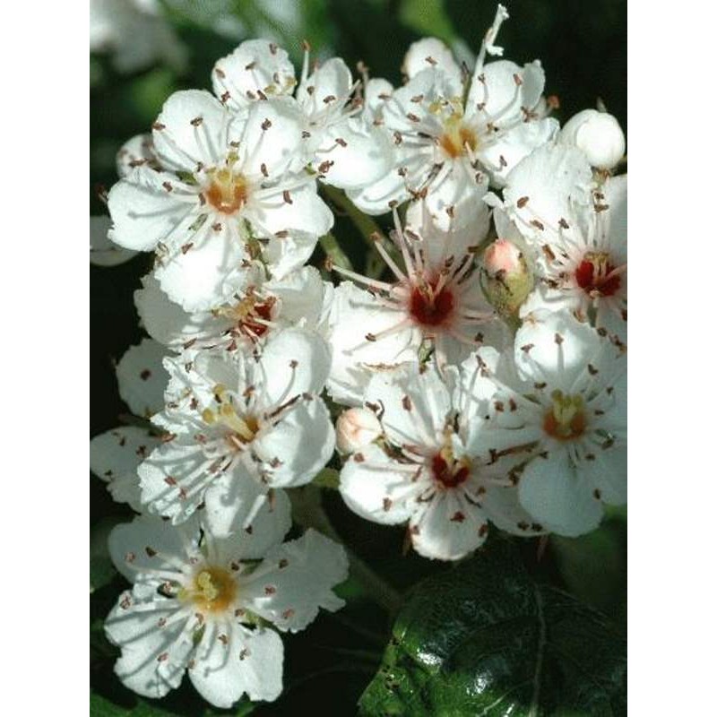 Crataegus crus-galli var 'Inermis'