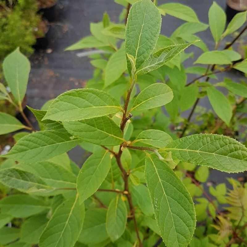 Pterostyrax psilophyllus