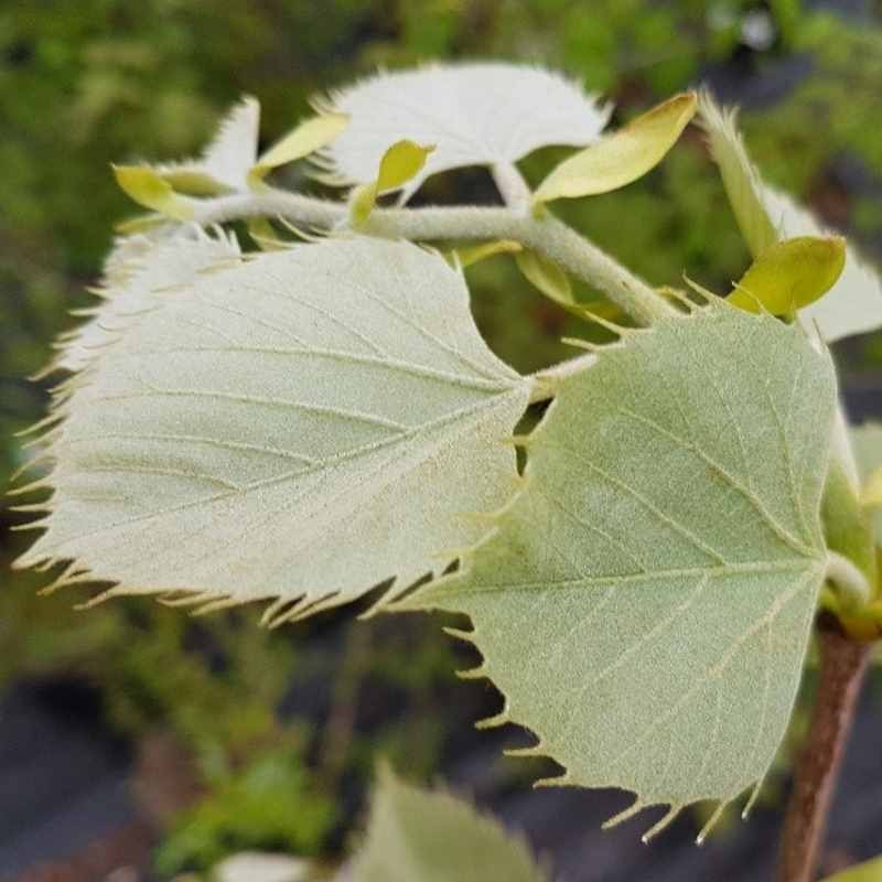 Tilia henryana