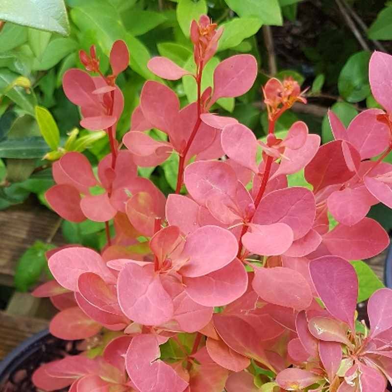 Berberis thunbergii 'Orange Sunrise' Berberis thunbergii 'Orange Sunrise'
