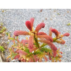 Picea abies 'Rydal'