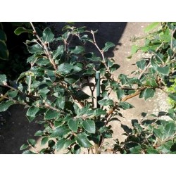Fagus sylvatica 'Felderbach'