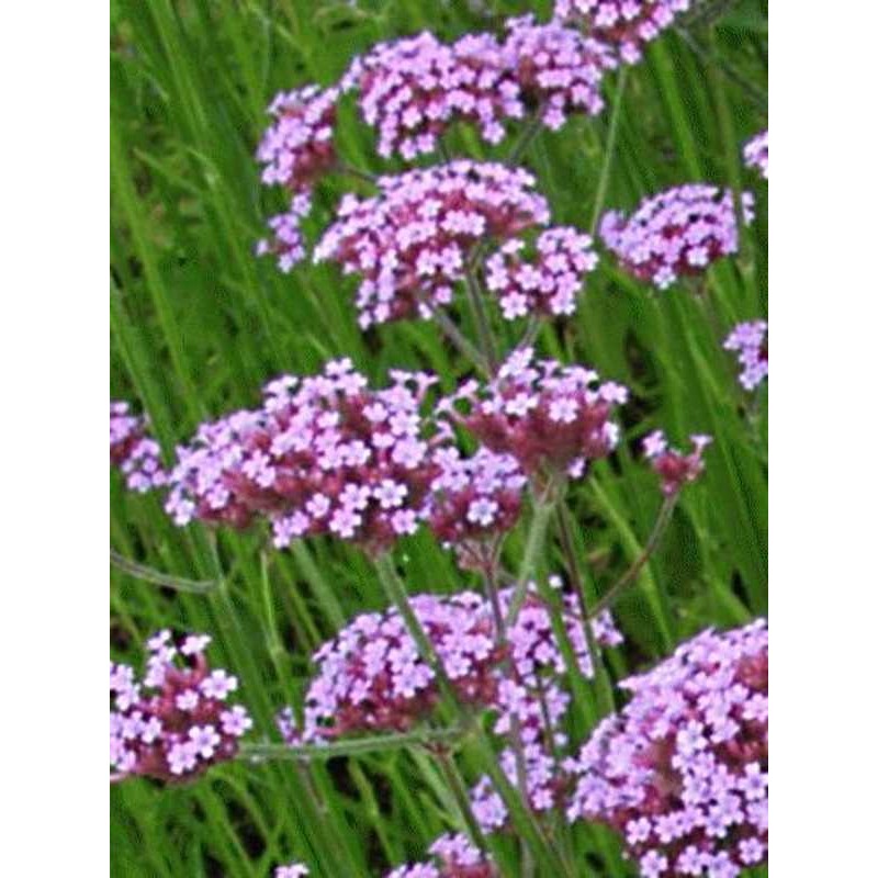 Verbena bonariensis Verbena bonariensis