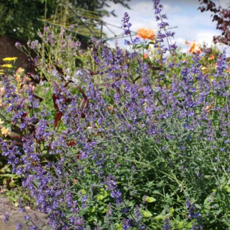 Nepeta 'Six Hills Giant' Nepeta 'Six Hills Giant'