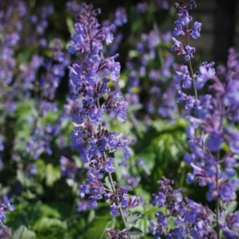 Nepeta 'Six Hills Giant'