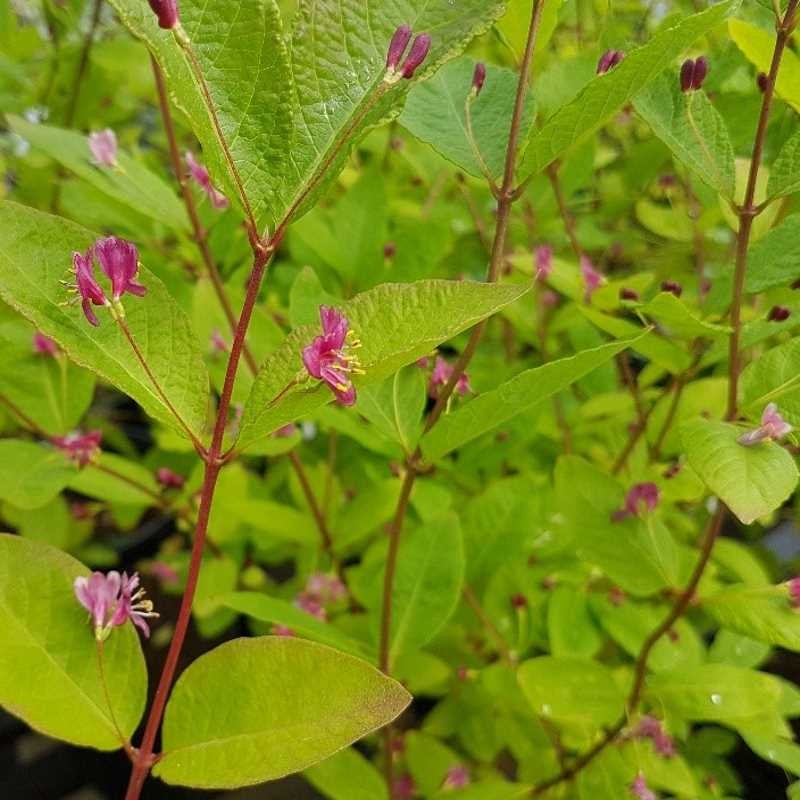 Lonicera maximowiczii var sachalinensis Lonicera maximowiczii var sachalinensis