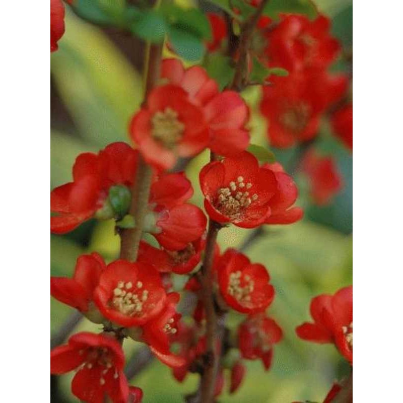 Chaenomeles japonica 'Sargentii' Chaenomeles japonica 'Sargentii'