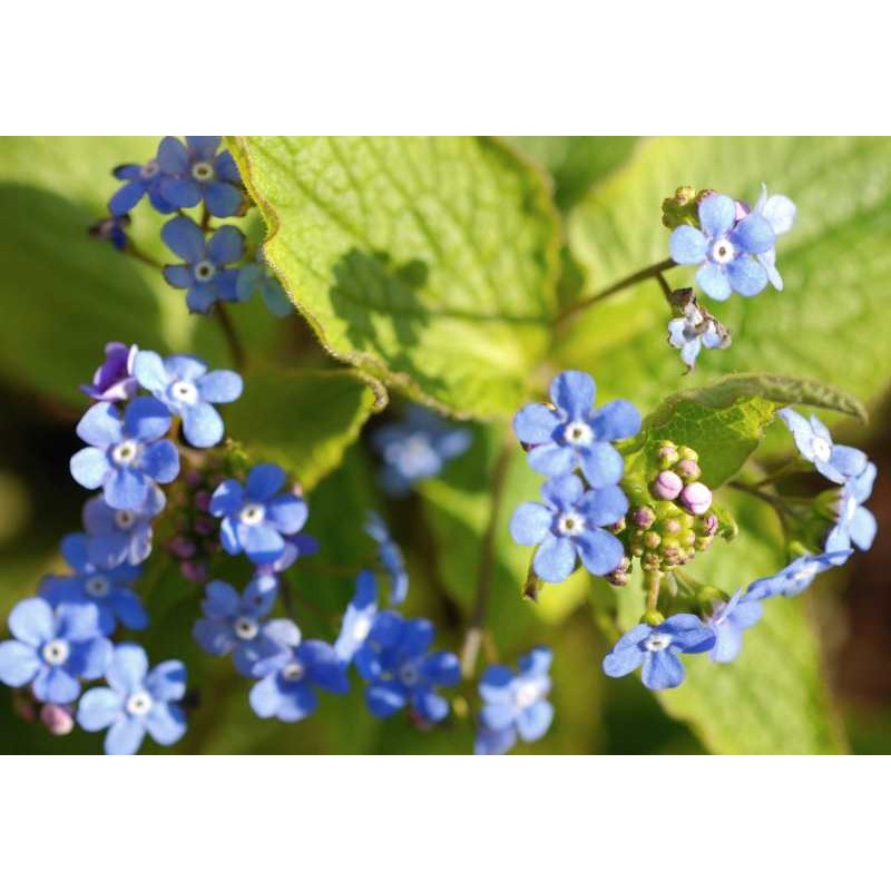 Image of Distylium companion plant Brunnera