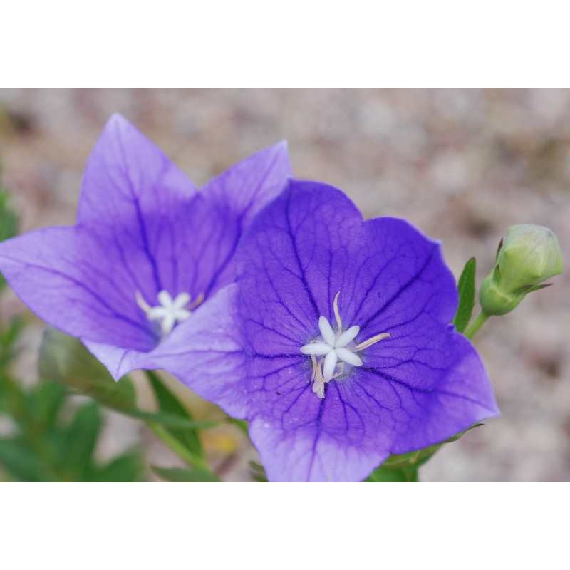 Campanula persicifolia 'Coerulea' Campanula persicifolia 'Coerulea'