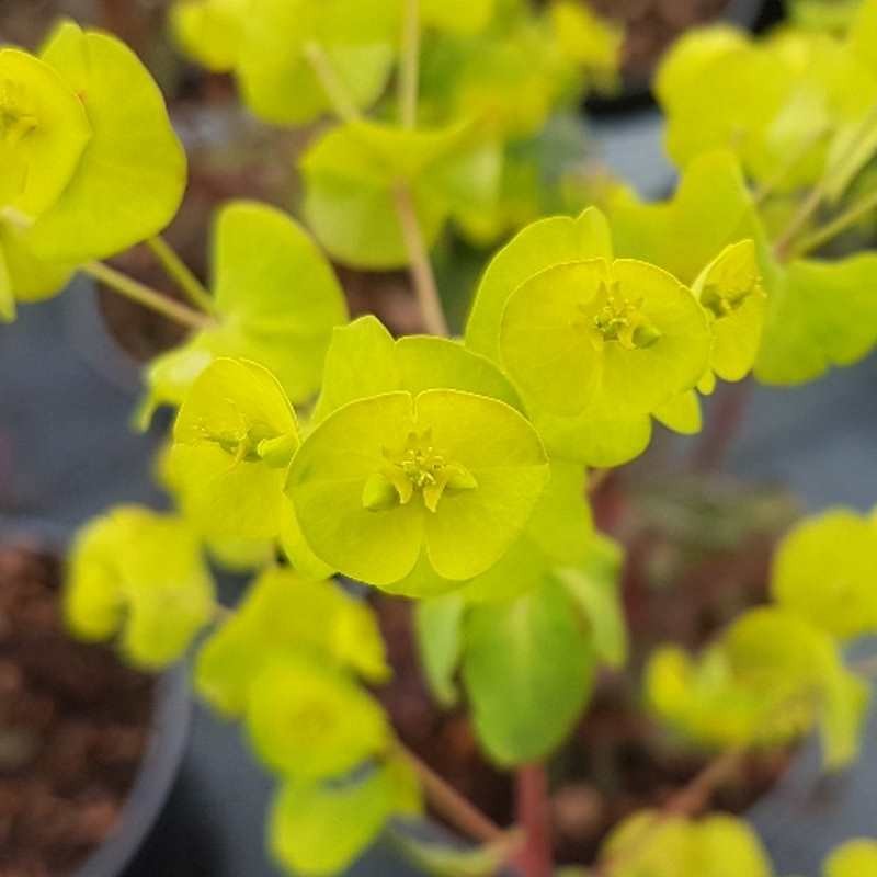 Euphorbia amygdaloides 'Purpurea' - spring flowers