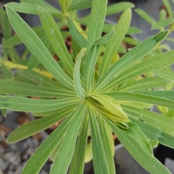 Euphorbia cyparissias subsp. wulfenii