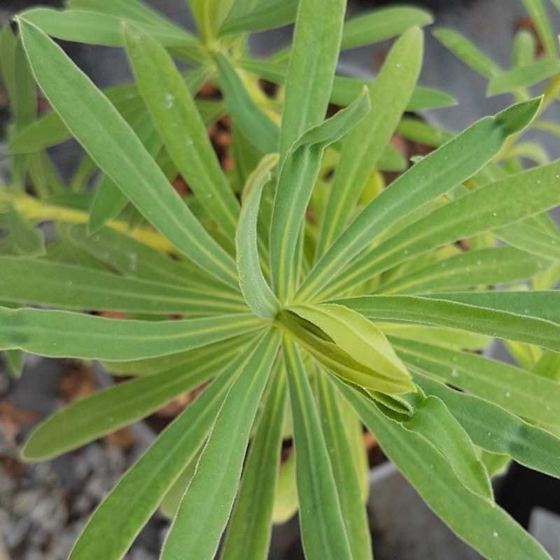 Euphorbia cyparissias subsp. wulfenii