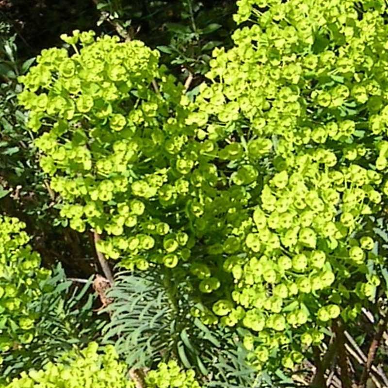 Euphorbia cyparissias subsp. wulfenii Euphorbia cyparissias subsp. wulfenii
