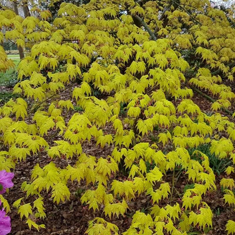 Acer palmatum 'Orange Dream' Acer palmatum 'Orange Dream'
