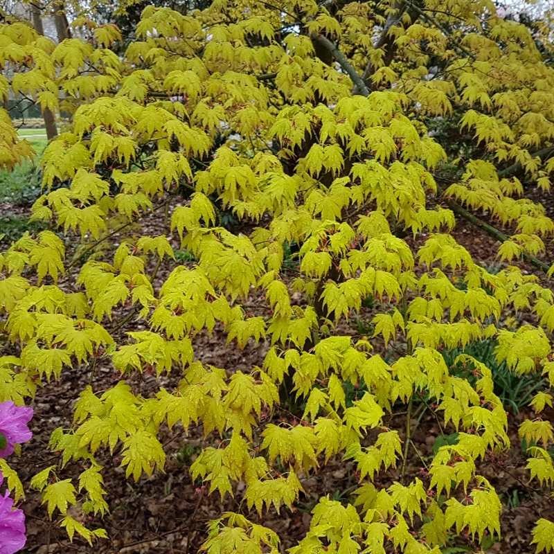 Acer palmatum 'Orange Dream'