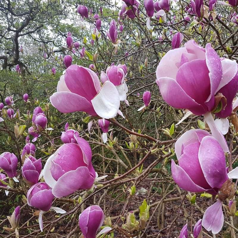 Magnolia x soulangeana 'Lennei'