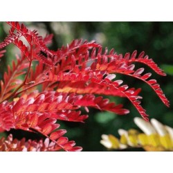 Gleditsia triacanthos 'Ruby Lace'
