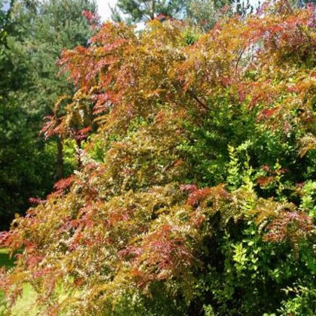 Gleditsia triacanthos 'Ruby Lace'