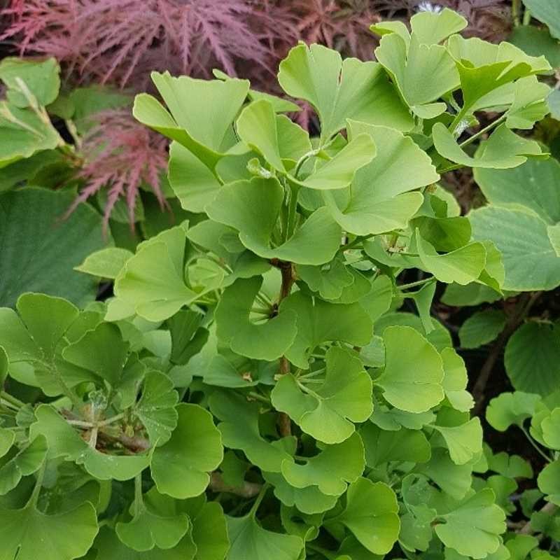 Ginkgo biloba 'Anny's Dwarf' Ginkgo biloba 'Anny's Dwarf'
