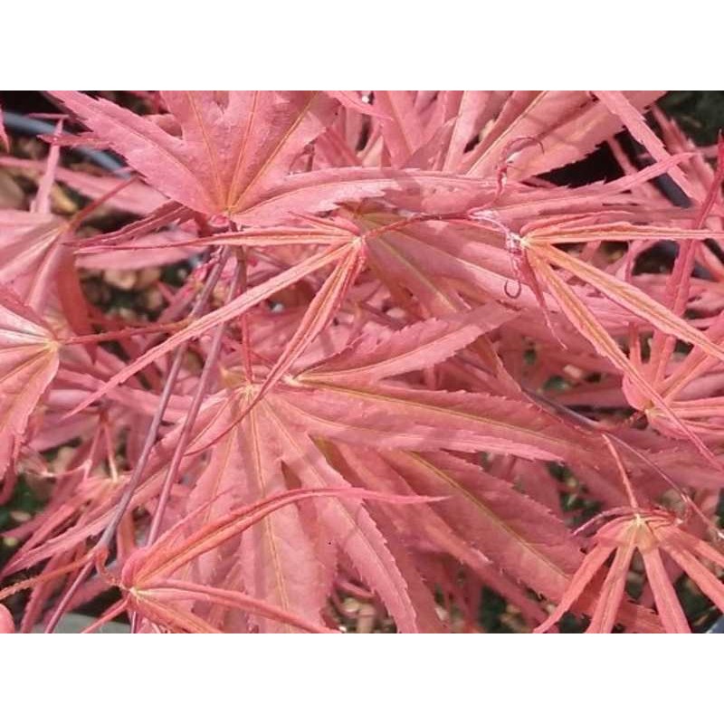 Acer palmatum 'Peve Dave' Acer palmatum 'Peve Dave'