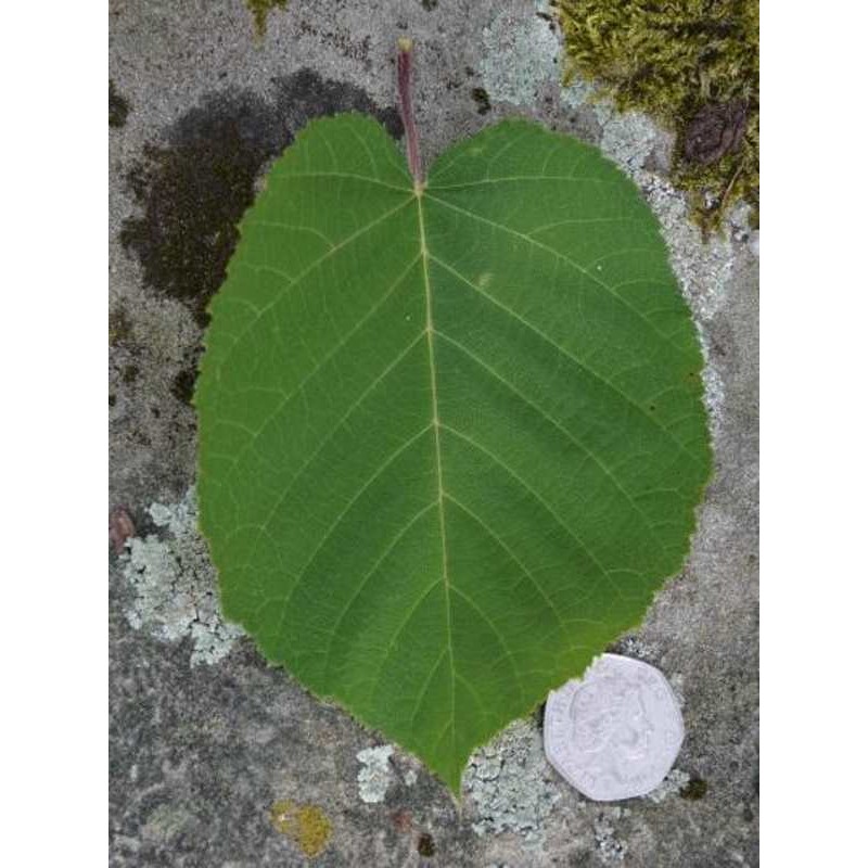 Betula maximowicziana Betula maximowicziana