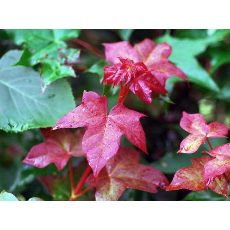 Acer cappadocicum 'Rubrum' Acer cappadocicum 'Rubrum'