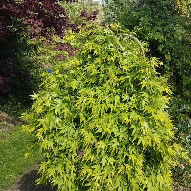 Acer palmatum 'Ryusen' - green summer leaves