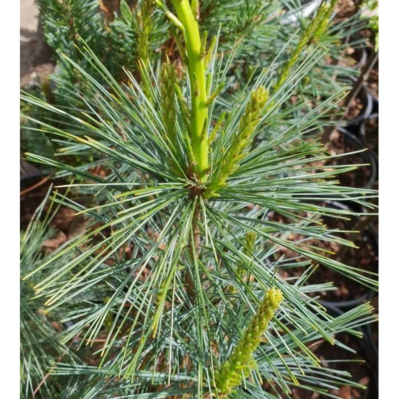 Pinus strobus 'Fastigiata' Pinus strobus 'Fastigiata'