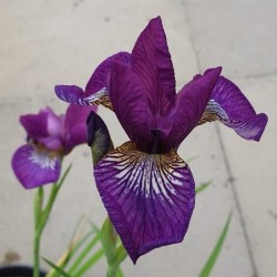 Iris sibirica 'Sparkling Rose'