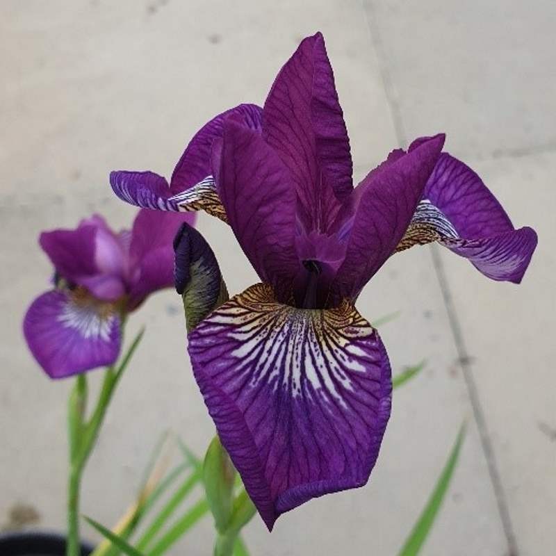 Iris sibirica 'Sparkling Rose' Iris sibirica 'Sparkling Rose'