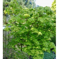 Acer japonicum 'Vitifolium'