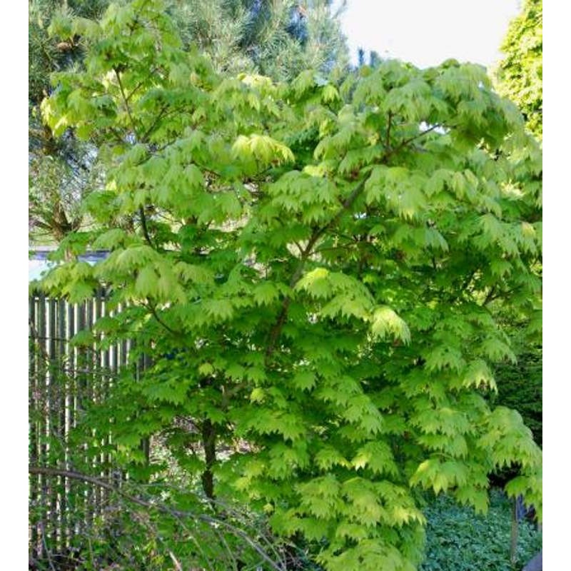 Acer japonicum 'Vitifolium'