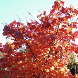Acer japonicum 'Vitifolium'