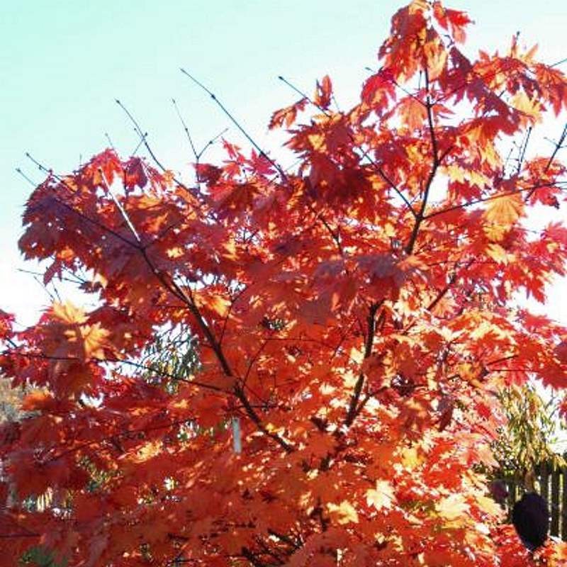 Acer japonicum 'Vitifolium' - autumn colour