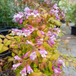 Kolkwitzia amabilis 'Maradco'