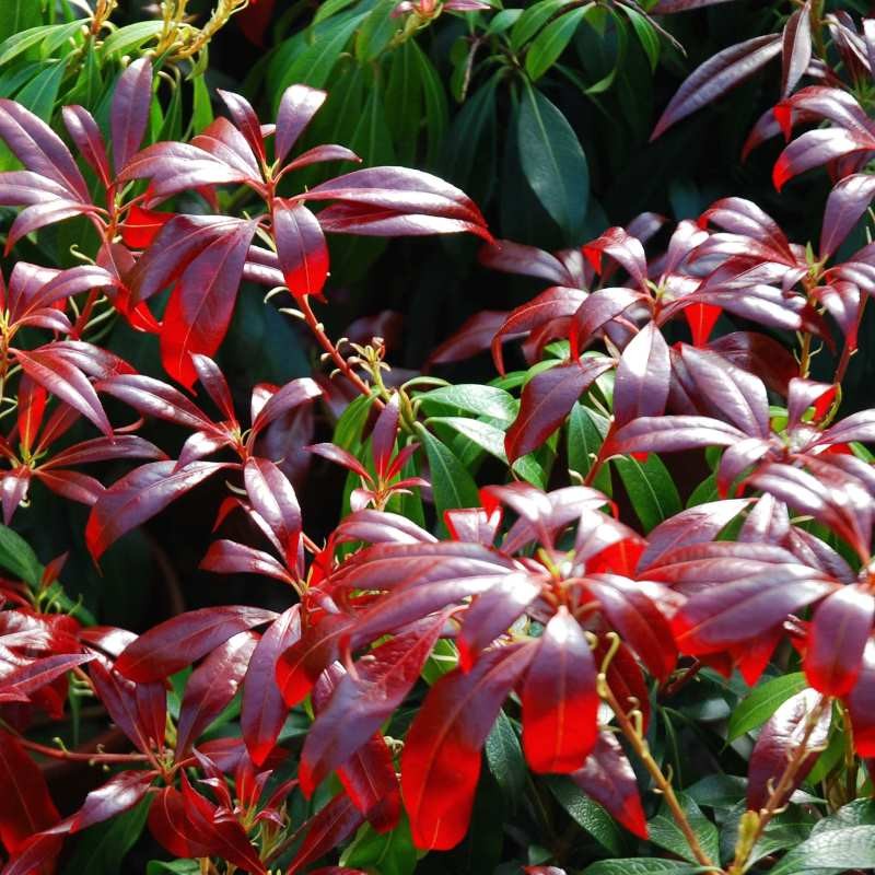 Pieris japonica 'Katsura' Pieris japonica 'Katsura'