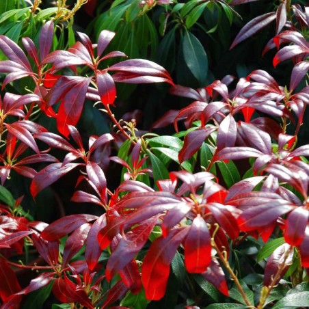 Pieris japonica 'Katsura'
