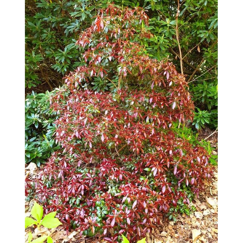 Pieris japonica 'Katsura' - established plant