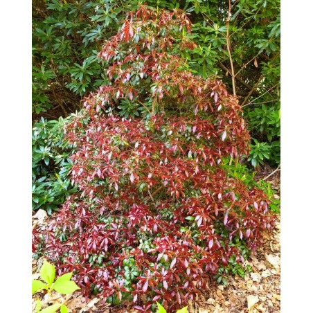 Pieris japonica 'Katsura' - established plant