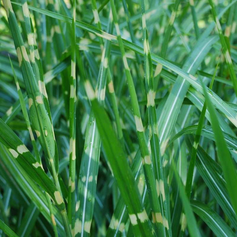 Miscanthus sinensis 'Zebrinus'