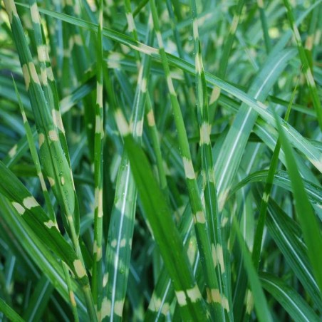 Miscanthus sinensis 'Zebrinus'