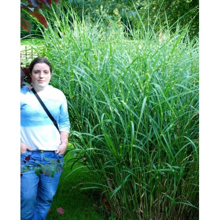Miscanthus sinensis 'Zebrinus'