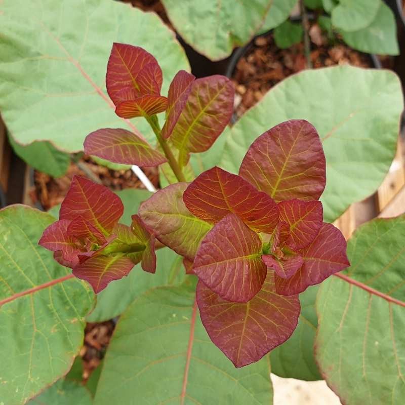 Cotinus coggygria 'Old Fashioned' Cotinus coggygria 'Old Fashioned'