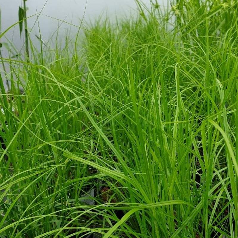 Carex muskingumensis Carex muskingumensis