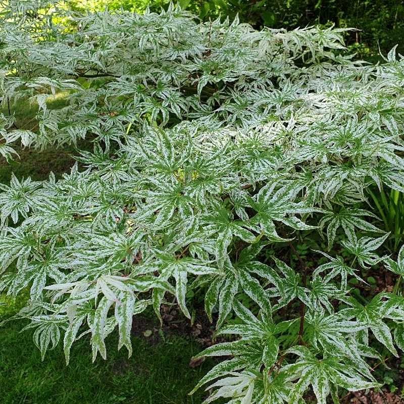 Acer palmatum 'Ukigumo'