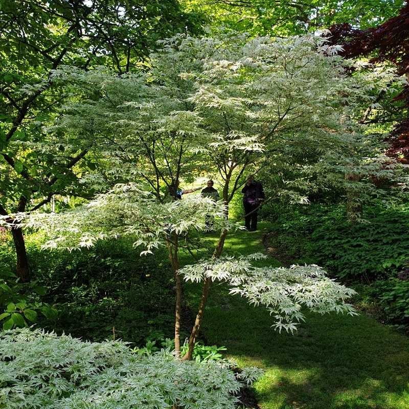 Acer palmatum 'Ukigumo'
